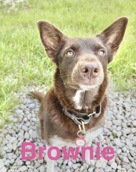 Border Collie and Australian Shepherd Dogs Available for Adoption in Austin, Texas - Brownie  | PetCurious