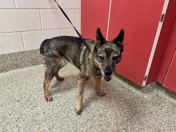 LINGUINE -  Australian Cattle Dog Blue Heeler and Mixed Breed Dog for Adoption in Colorado Springs, Colorado - LINGUINE | PetCurious