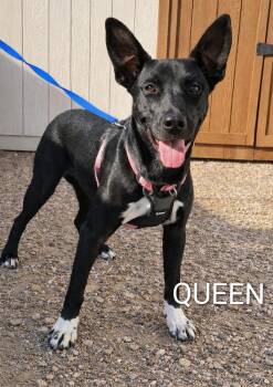 Queen -  Pit Bull Terrier Dog for Adoption in Henderson, Nevada - Queen | PetCurious