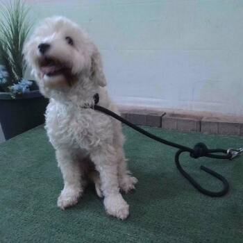 Lily -  Maltese and Poodle Dog for Adoption in San Gabriel, California - Lily | PetCurious