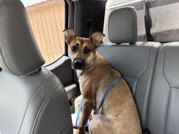 HOME RUN -  German Shepherd Dog and Mixed Breed Dog for Adoption in Grand Prairie, Texas - HOME RUN | PetCurious
