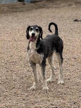 Standard Poodle and Bernese Mountain Dog Dogs Available for Adoption in Severance, Colorado - Amelia | PetCurious
