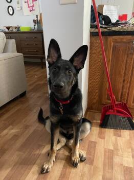 Rescue German Shepherd Dog and Norwegian Elkhound Dogs for Adoption in Minneapolis, Minnesota - Joey | PetCurious
