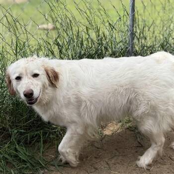 Salem -  Great Pyrenees and Saint Bernard Dog for Adoption in South Saint Paul, Minnesota - Salem | PetCurious
