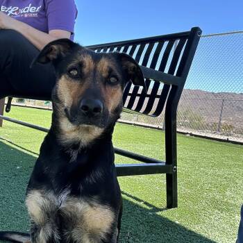 Corgi Dogs Available for Adoption in Truth Or Consequences, New Mexico - Dara | PetCurious