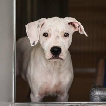 Steve -  Mixed Breed Dog for Adoption in Bradenton, Florida - Steve | PetCurious