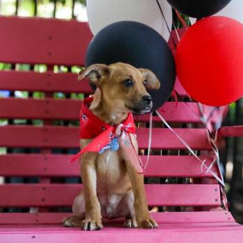 Kramer -  Labrador Retriever Dog for Adoption in Wake Forest, North Carolina - Kramer | PetCurious