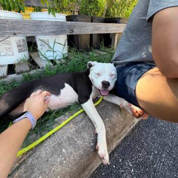 Polly -  American Staffordshire Terrier Dog for Adoption in Pittsburgh, Pennsylvania - Polly | PetCurious