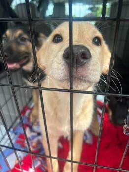 Golden Retriever and Mixed Breed Dogs Available for Adoption in Stockton, California - KUZCO | PetCurious