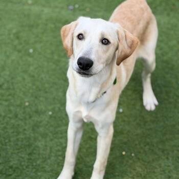 Oscar Meyer Weiner (Benefactor Adult) -  Yellow Labrador Retriever Dog for Adoption in New Orleans, Louisiana - Oscar Meyer Weiner (Benefactor Adult) | PetCurious