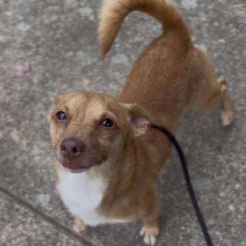 Bentley -  Chihuahua Dog for Adoption in Newberg, Oregon - Bentley | PetCurious