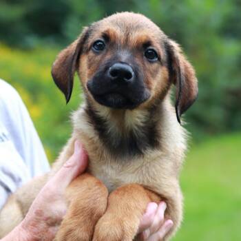 CT Oscar -  Shepherd and Mixed Breed Dog for Adoption in Eastford, Connecticut - CT Oscar | PetCurious
