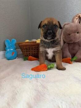 Pit Bull Terrier Dogs Available for Adoption - Saguaro | PetCurious