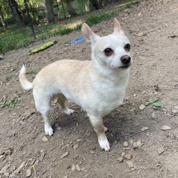Chihuahua Dogs Available for Adoption in Graham, Washington - ABBY | PetCurious