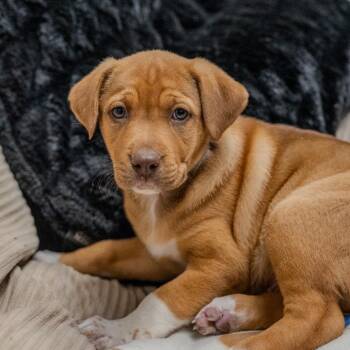 Labrador Retriever Dogs Available for Adoption - Simon | PetCurious