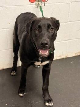 Marco Polo -  Mixed Breed Dog for Adoption in Fort Worth, Texas - Marco Polo | PetCurious
