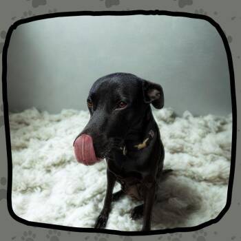 Labrador Retriever Dogs Available for Adoption - Lucky | PetCurious