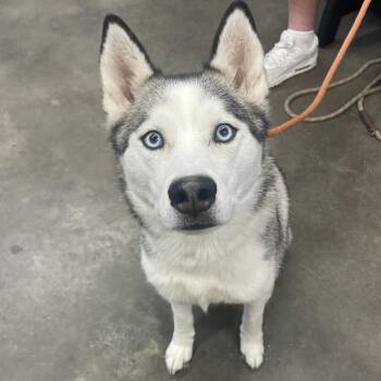 Husky Dogs Available for Adoption - Alaska | PetCurious