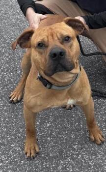 Bullmastiff Dogs Available for Adoption - Fen | PetCurious
