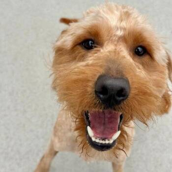 Poodle Dogs Available for Adoption in Matteson, Illinois - Jasper | PetCurious