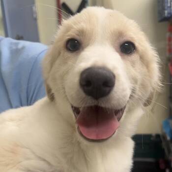 Elijah -  Collie and Labrador Retriever Dog for Adoption in Briarcliff Manor, New York - Elijah | PetCurious