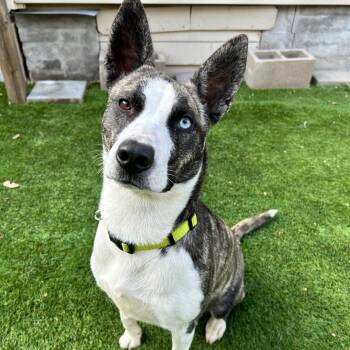 Petal -  Plott Hound and Husky Dog for Adoption in Abbotsford, British Columbia - Petal | PetCurious