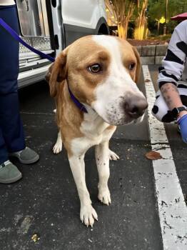 Rescue Mixed Breed Dogs for Adoption in Nashville, Tennessee - Pennywise | PetCurious