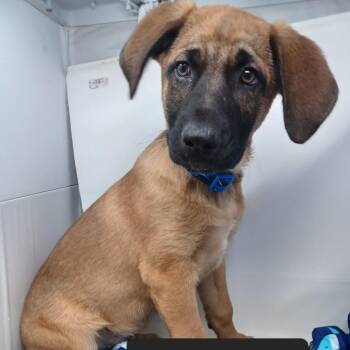 German Shepherd Dog Dogs Available for Adoption - Noah | PetCurious