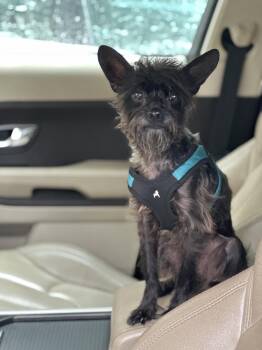 Poodle and Boston Terrier Dogs Available for Adoption in Doylestown, Pennsylvania - Pablo | PetCurious