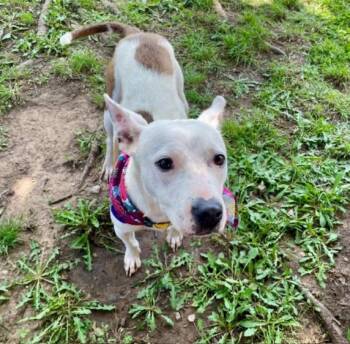 IZZIE -  Australian Cattle Dog Blue Heeler and Mixed Breed Dog Available for Adoption in Tulsa, Oklahoma - IZZIE | PetCurious
