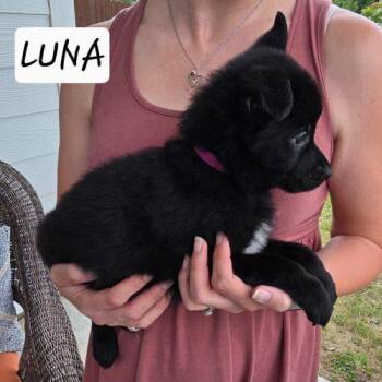 Luna -  Black Labrador Retriever and German Shepherd Dog Dog Available for Adoption in Sanford, North Carolina - Luna | PetCurious