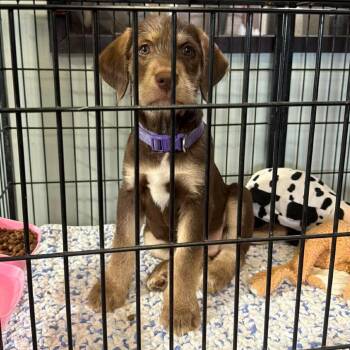 Mixed Breed Dogs Available for Adoption - Paddy | PetCurious