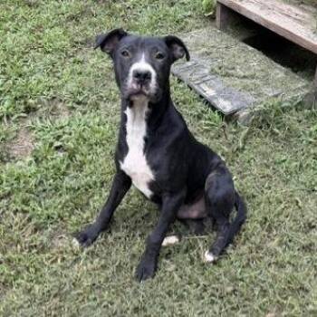 Bruno -  American Bulldog and Black Labrador Retriever Dog for Adoption in Sequatchie, Tennessee - Bruno | PetCurious