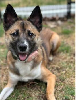 Rescue Jindo and Japanese Spitz Dogs for Adoption in San Diego, California - Bom | PetCurious