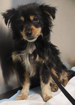Bucky -  Chihuahua and Mixed Breed Dog for Adoption in Fresno, California - Bucky | PetCurious