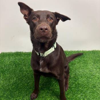 Archer -  Mixed Breed Dog for Adoption in Columbia, Missouri - Archer | PetCurious