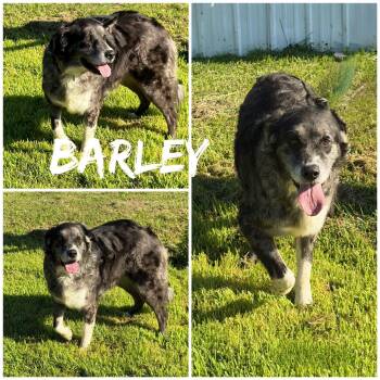 Barley -  Alaskan Malamute and Mixed Breed Dog for Adoption in Saint James, Missouri - Barley | PetCurious