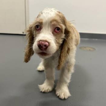 H213053 Canelo -  Cocker Spaniel Dog for Adoption in Port Washington, New York - H213053 Canelo | PetCurious