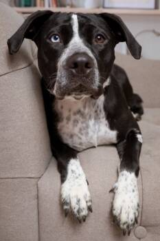 Rescue Mixed Breed Dogs for Adoption in Cincinnati, Ohio - Princess | PetCurious