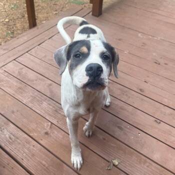 Emmylou -  Hound and Mixed Breed Dog for Adoption in East St. Louis, Illinois - Emmylou | PetCurious