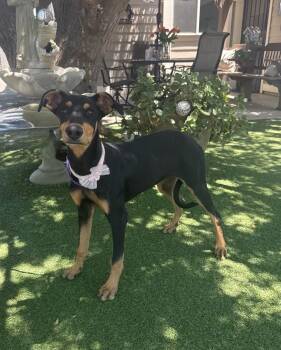 Marigold -  Doberman Pinscher Dog for Adoption in Temecula, California - Marigold | PetCurious
