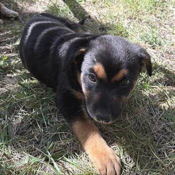 Emmylou -  Mixed Breed Dog for Adoption in Prescott, Arizona - Emmylou | PetCurious