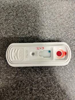 Jack Russell Terrier and Beagle Dogs Available for Adoption in Hopkinsville, Kentucky - Ivy | PetCurious