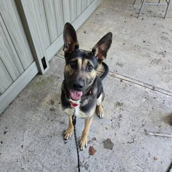 Stryker -  German Shepherd Dog Dog for Adoption in Briarcliff Manor, New York - Stryker | PetCurious