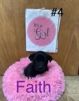 Rescue Australian Cattle Dog Blue Heeler Dogs for Adoption in Welling, Oklahoma - Faith | PetCurious