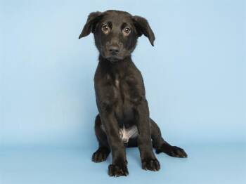SCOUT -  Labrador Retriever and Mixed Breed Dog for Adoption in Phoenix, Arizona - SCOUT | PetCurious