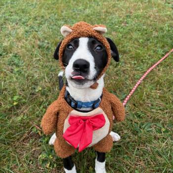 Tux -  Border Collie Dog for Adoption in New Boston, New Hampshire - Tux | PetCurious