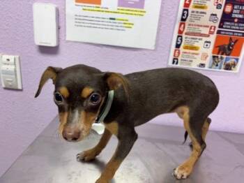 Lady -  Chihuahua and Mixed Breed Dog for Adoption in El Paso, Texas - Lady | PetCurious