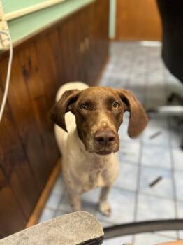 Jake -  English Pointer Dog for Adoption in Cortland, New York - Jake | PetCurious