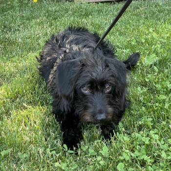 Heidi -  Miniature Dachshund Dog for Adoption in Hampton Bays, New York - Heidi | PetCurious